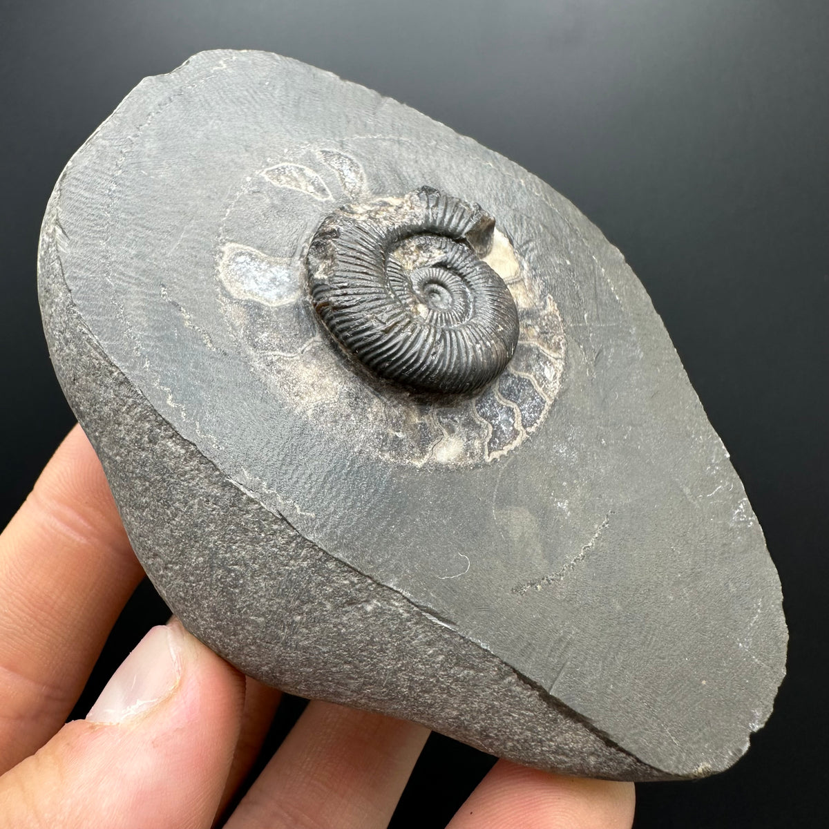 Dactylioceras Ammonite Fossil With box and Stand - Whitby, North Yorkshire Jurassic Coast Yorkshire Fossils