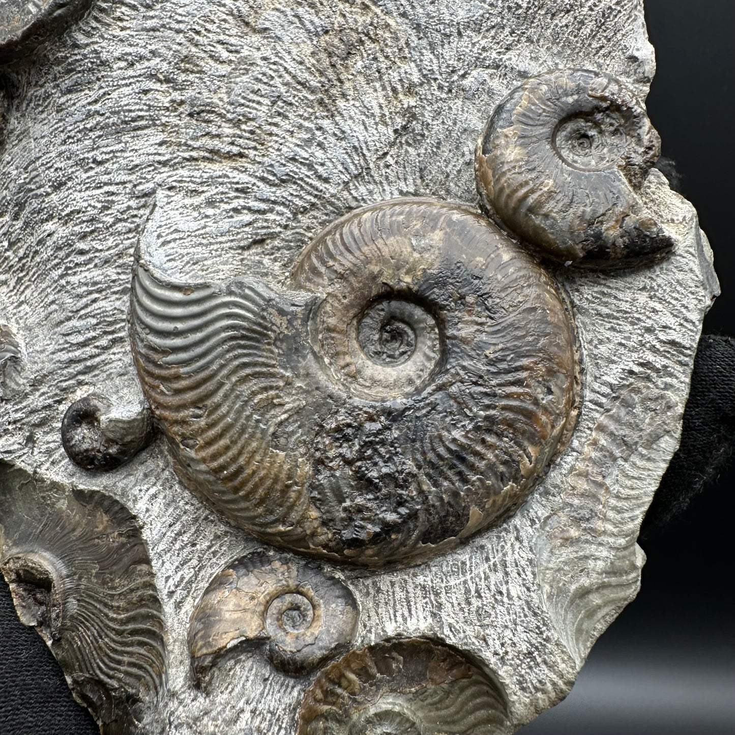 Cleviceras sp. ammonite shell fossil with stand - Whitby, North Yorkshire Jurassic Coast Yorkshire Fossils