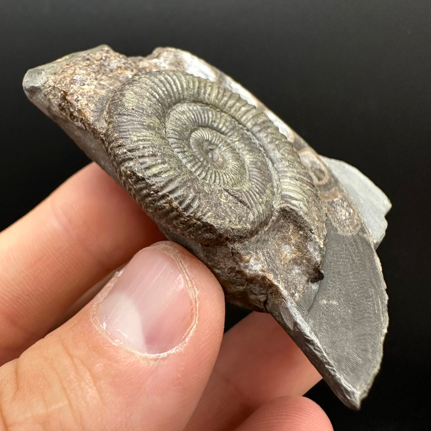 Dactylioceras Ammonite Fossil Gift Set - Whitby, North Yorkshire Jurassic Coast Yorkshire Fossils