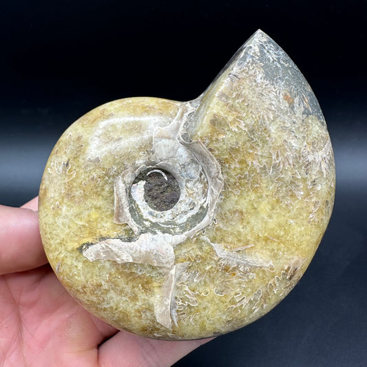 Puzosia Ammonite Fossil With Box And Stand - Cretaceous Ammonite Madagascar