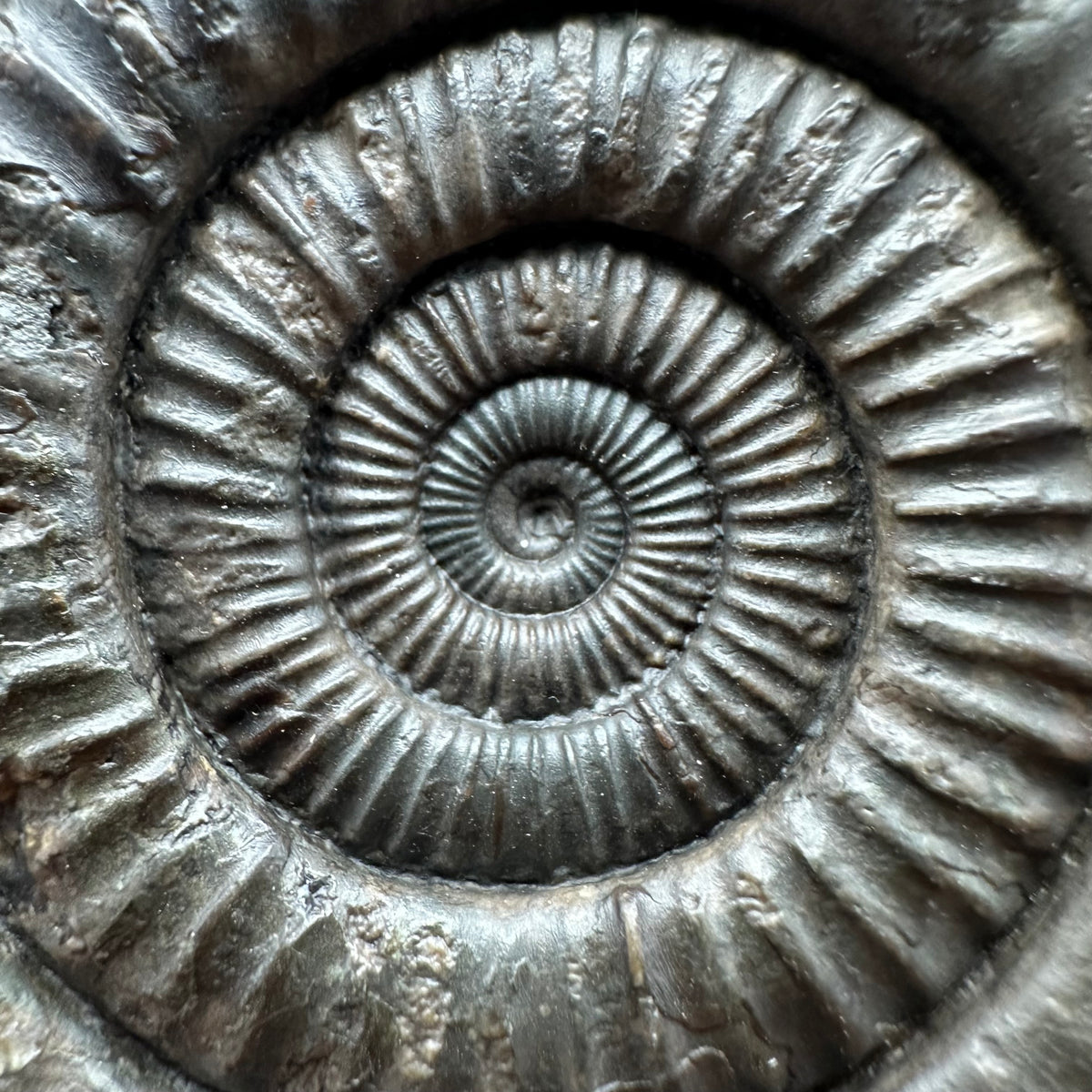 Dactylioceras Ammonite Fossil With box and Stand - Whitby, North Yorkshire Jurassic Coast Yorkshire Fossils