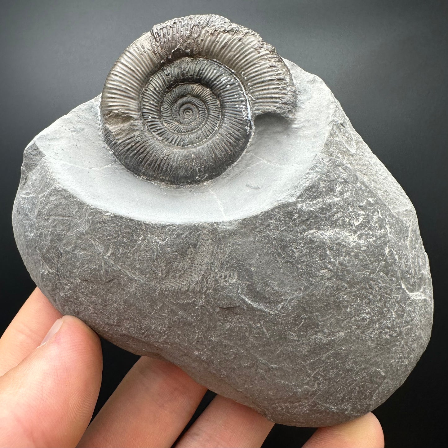 Dactylioceras tenuicostatum Ammonite fossil with box and stand - Whitby, North Yorkshire Jurassic Coast