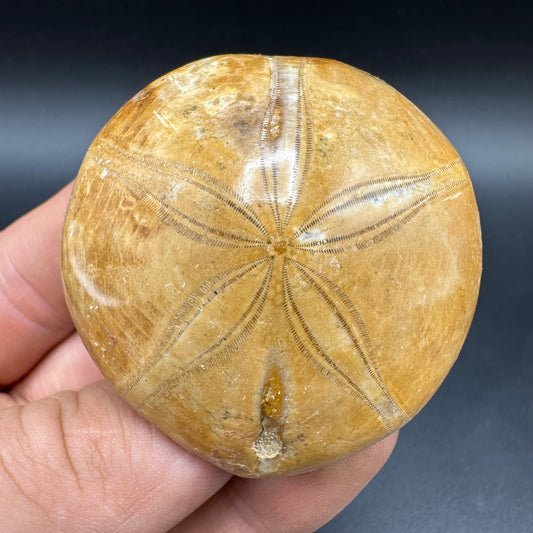 Holectypus Sea Urchin Fossil With Box And Stand - Middle Jurassic Madagascar