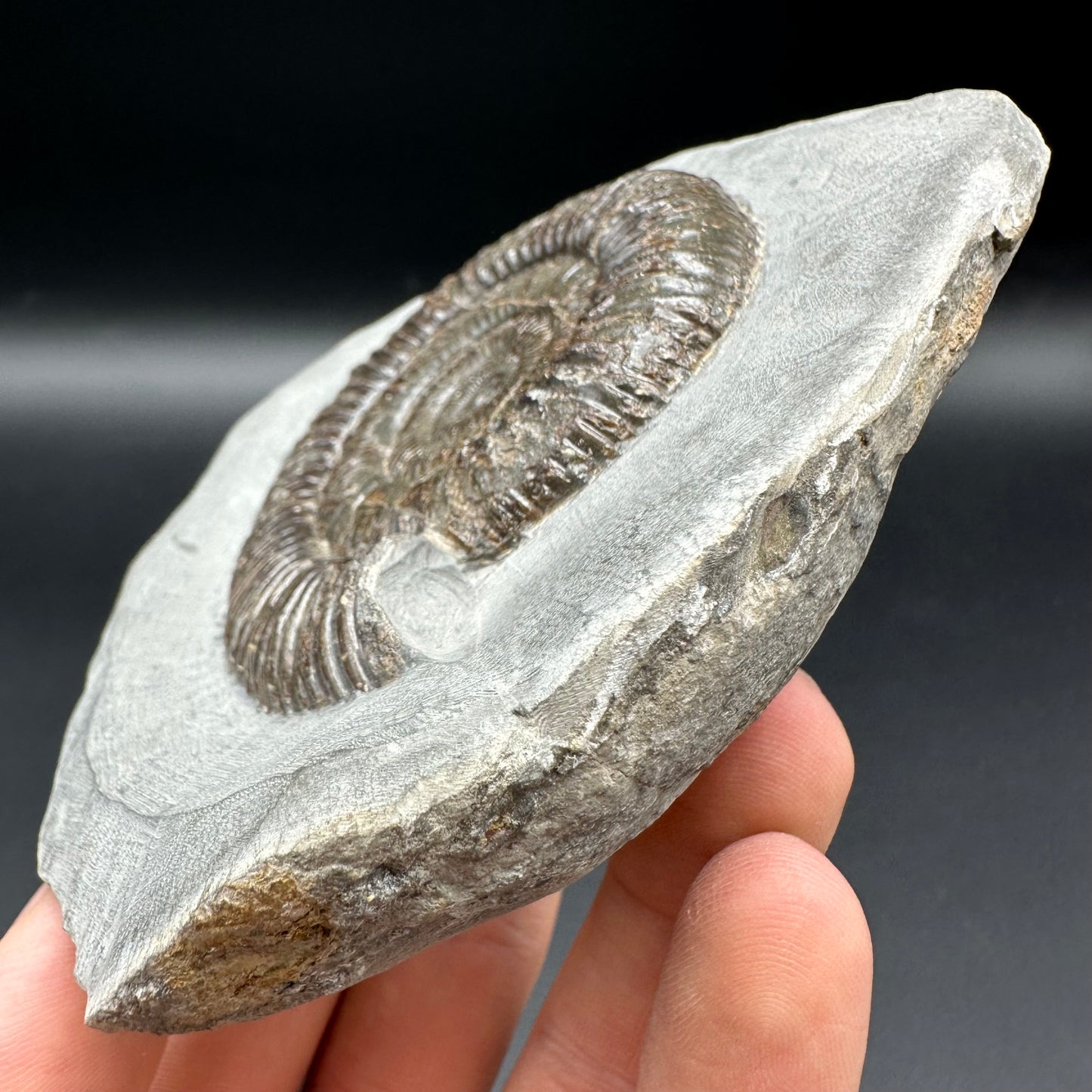 Dactylioceras Ammonite Fossil With Box And Stand - Whitby, North Yorkshire Jurassic Coast Yorkshire Fossils