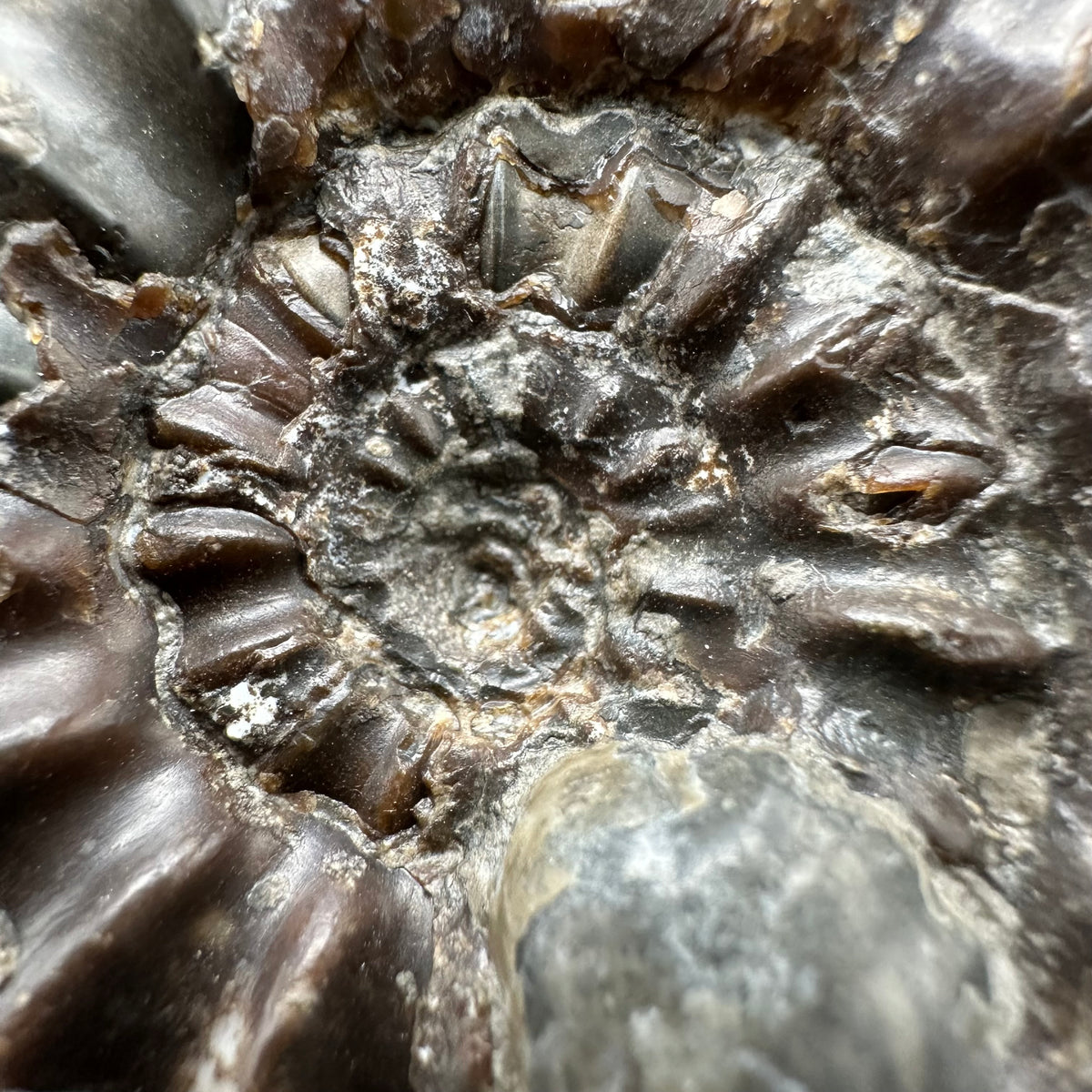 Androgynoceras maculatum ammonite fossil with box and stand - Whitby, North Yorkshire Jurassic Coast Yorkshire Fossils