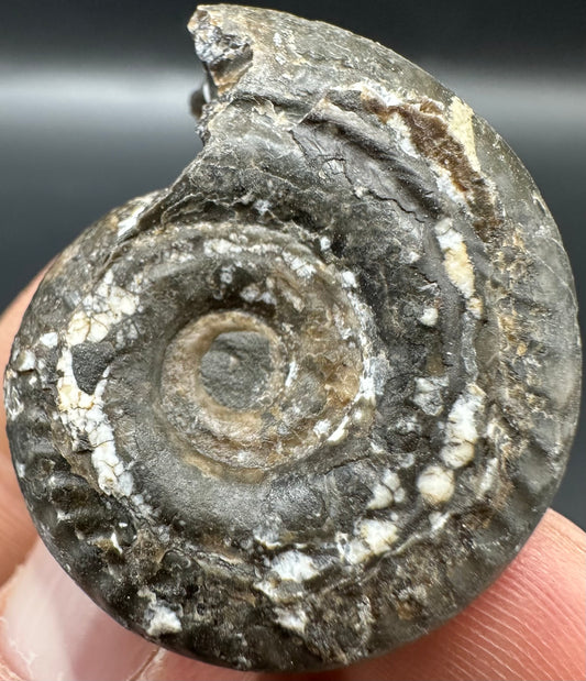 Hildoceras Bifrons Ammonite fossil with box and stand - Whitby, North Yorkshire Jurassic Coast, Yorkshire Fossils from the Jurassic Coast