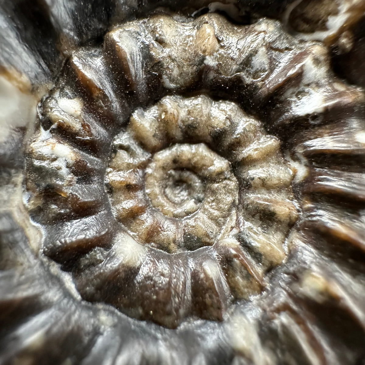 Androgynoceras maculatum ammonite fossil with box and stand - Whitby, North Yorkshire Jurassic Coast Yorkshire Fossils