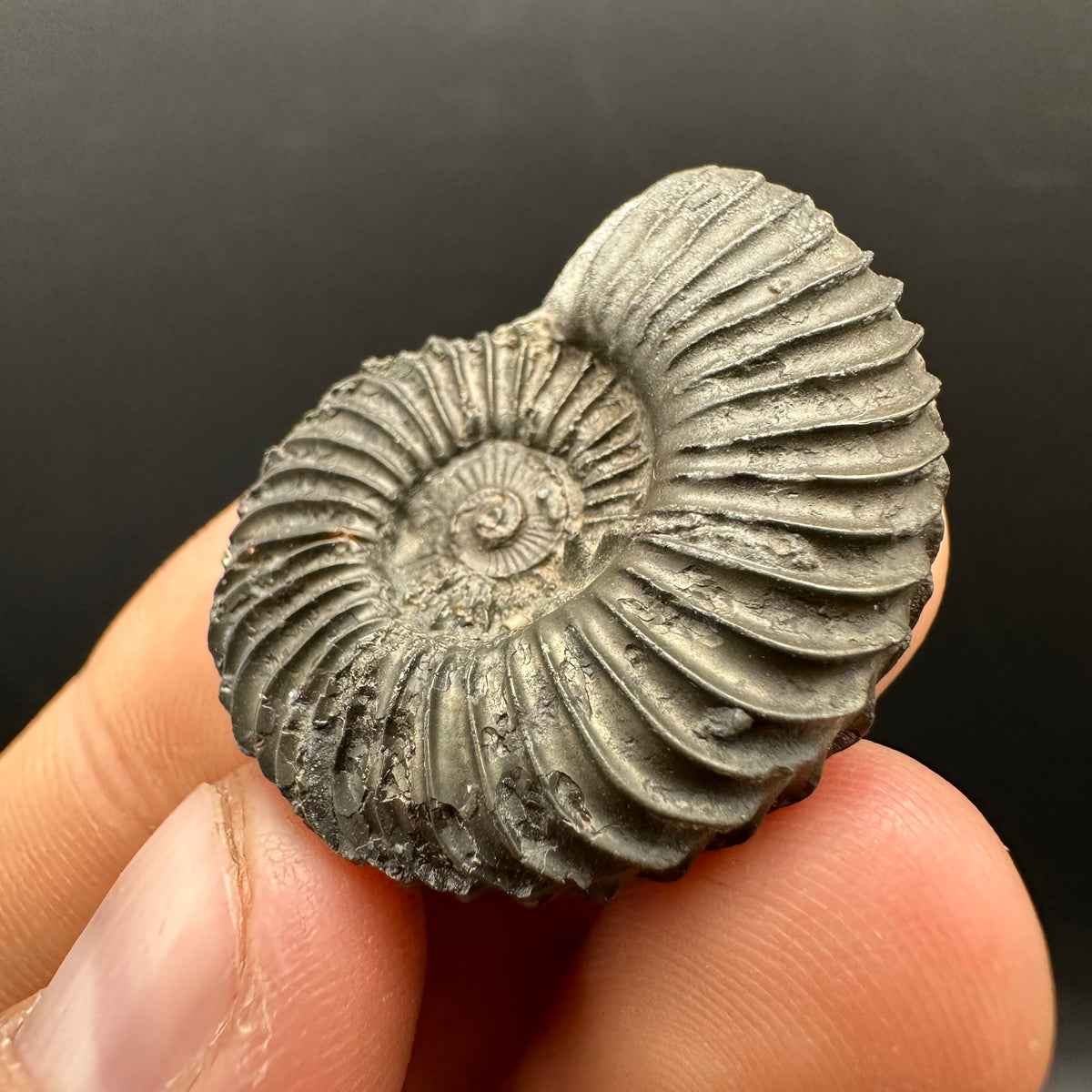 Schlothemia sp. ammonite fossil with box and stand - Whitby, North Yorkshire Jurassic Coast, Yorkshire fossils