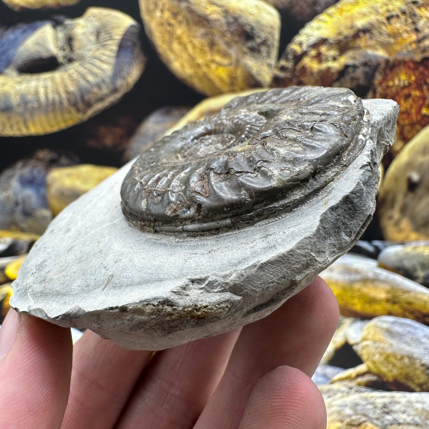 Hildoceras lusitanicum ammonite fossil - Whitby, North Yorkshire, Jurassic Coast, Yorkshire Fossils