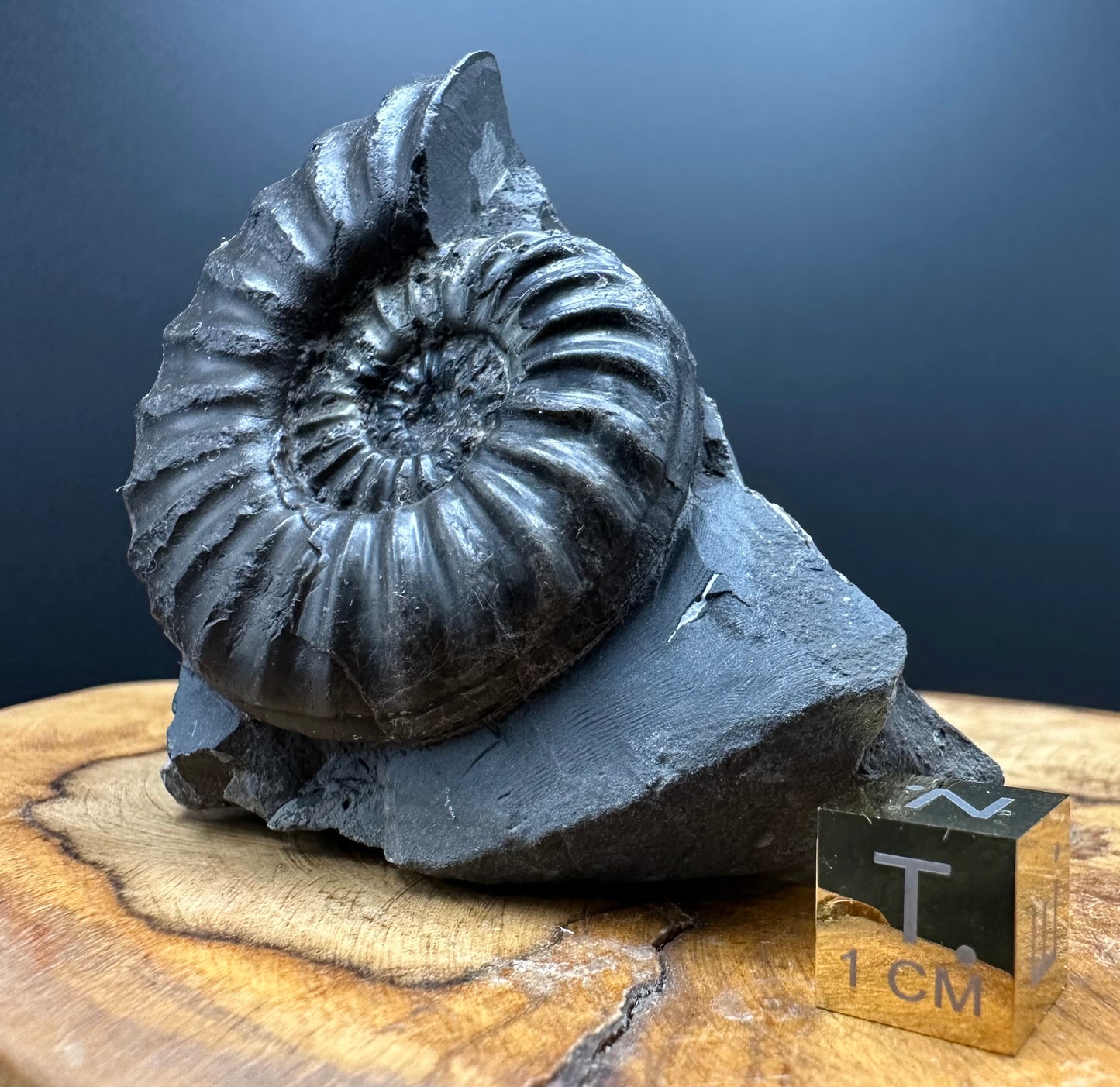 Asteroceras Ammonite fossil with box and stand - Whitby, North Yorkshire Jurassic Coast Yorkshire Fossils