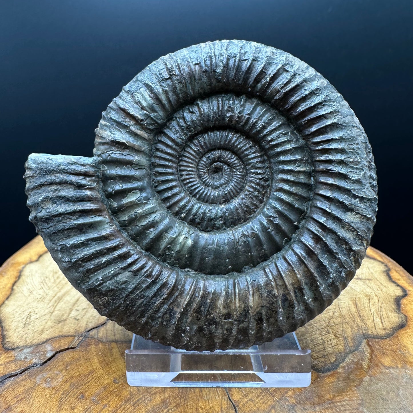 Dactylioceras Ammonite Fossil With box and Stand - Whitby, North Yorkshire Jurassic Coast Yorkshire Fossils