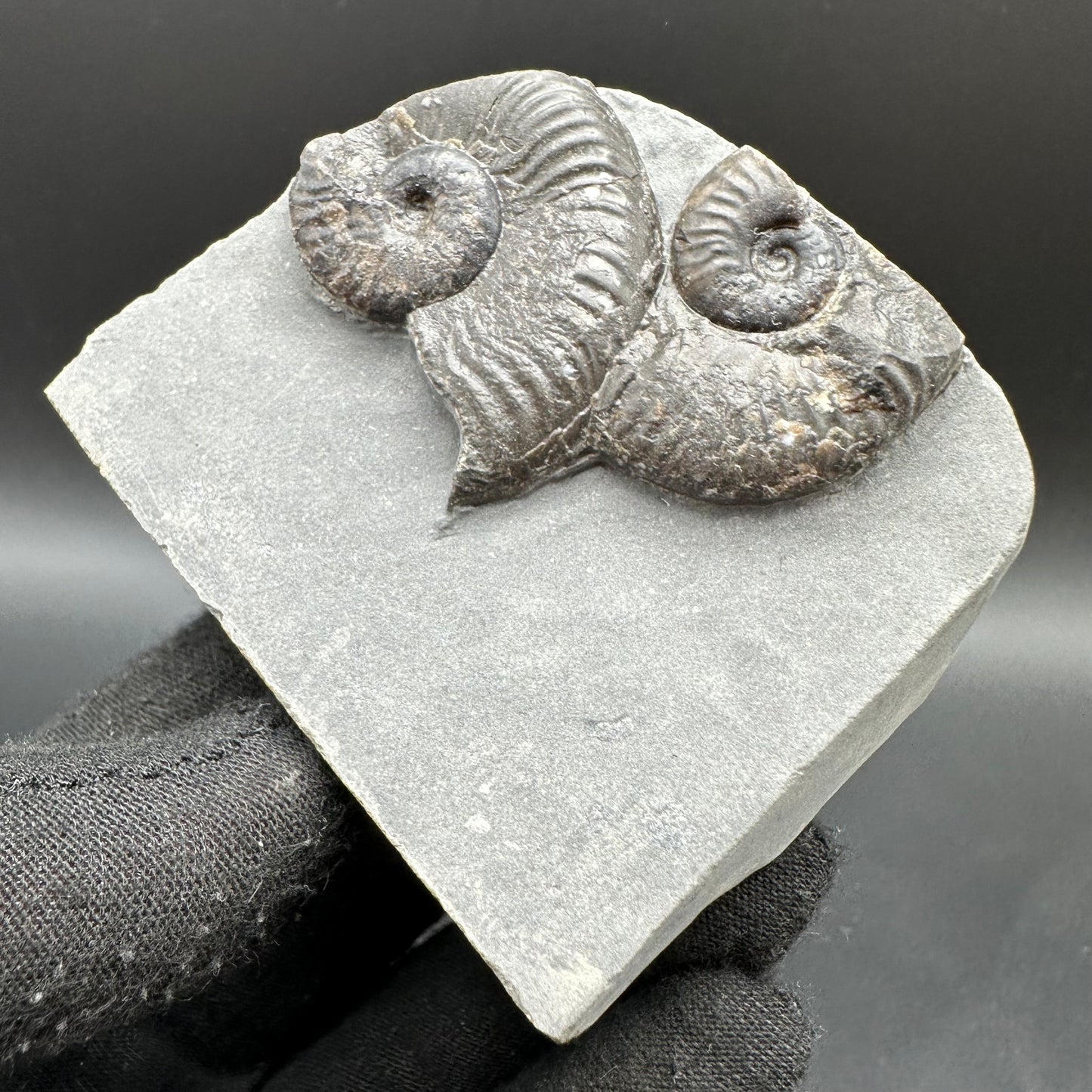 Cleviceras sp. ammonite shell fossil with stand - Whitby, North Yorkshire Jurassic Coast Yorkshire Fossils