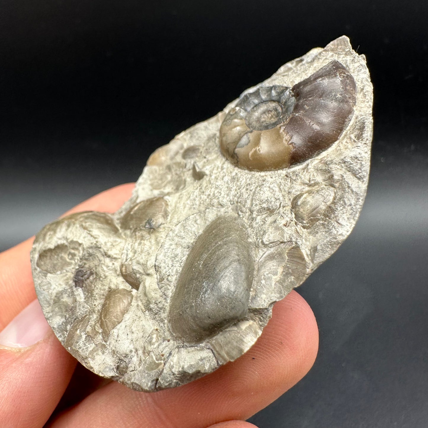 Agassiceras sp. ammonite fossil with box and stand - Whitby, North Yorkshire Jurassic Coast Yorkshire Fossils