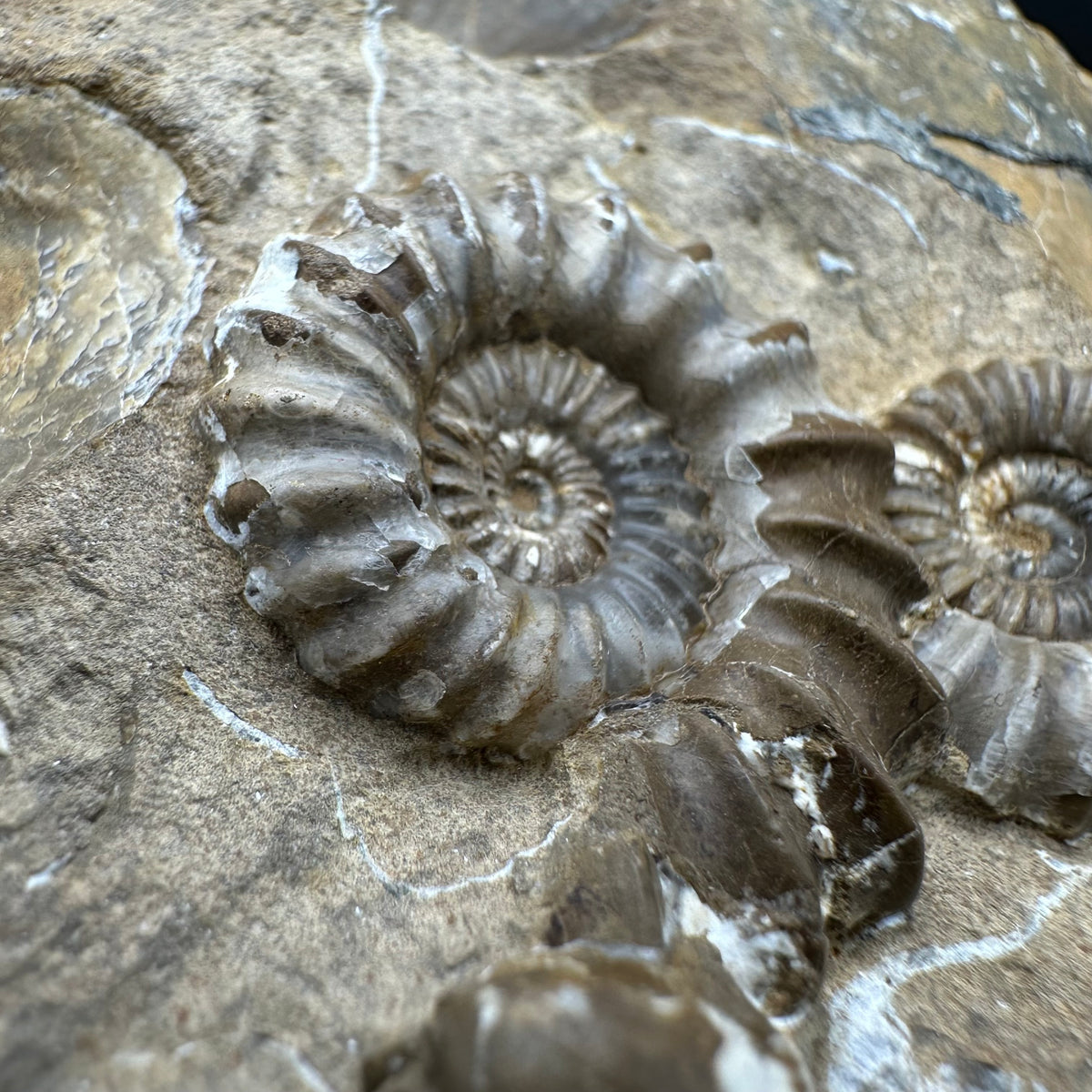 Androgynoceras capricornus Ammonite Fossil With Stand - Whitby, North Yorkshire Jurassic Coast Yorkshire Fossils