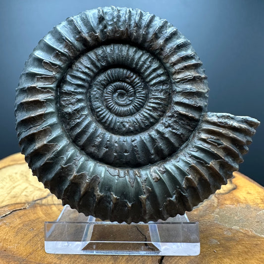 Dactylioceras Ammonite Fossil With box and Stand - Whitby, North Yorkshire Jurassic Coast Yorkshire Fossils