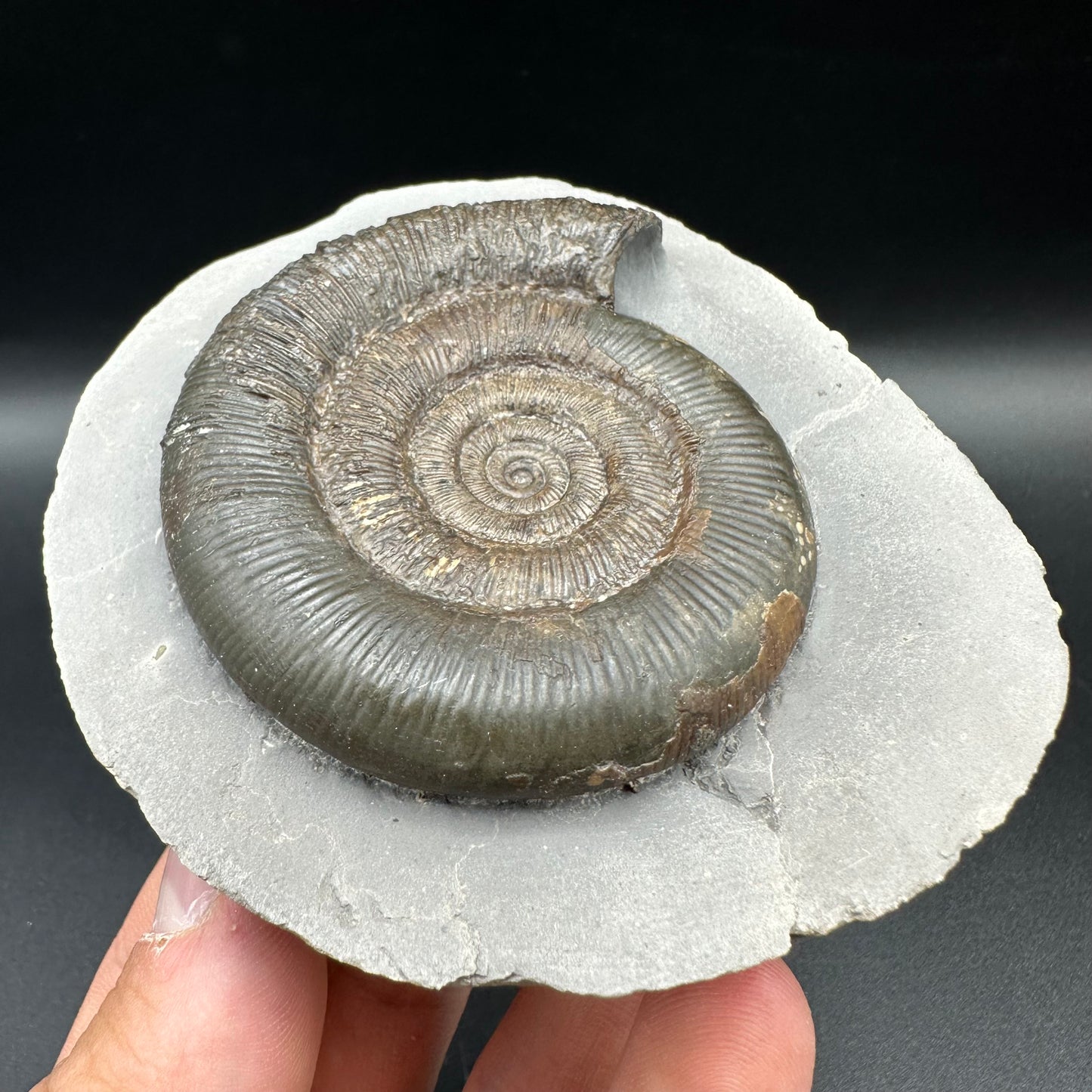 Dactylioceras tenuicostatum Ammonite fossil with box and stand - Whitby, North Yorkshire Jurassic Coast