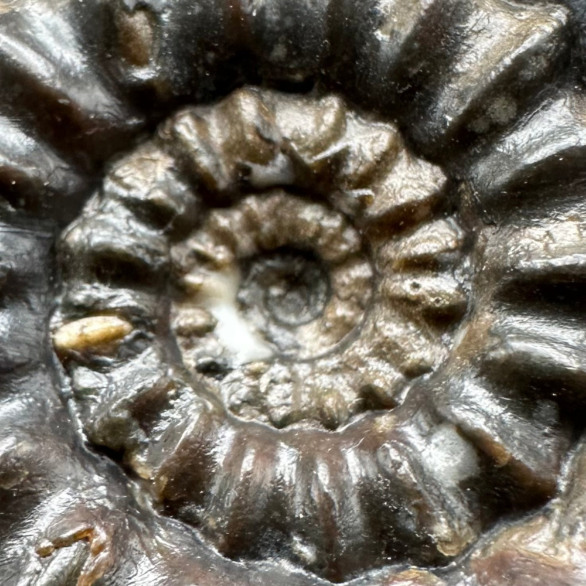Androgynoceras maculatum ammonite fossil with box and stand - Whitby, North Yorkshire Jurassic Coast Yorkshire Fossils