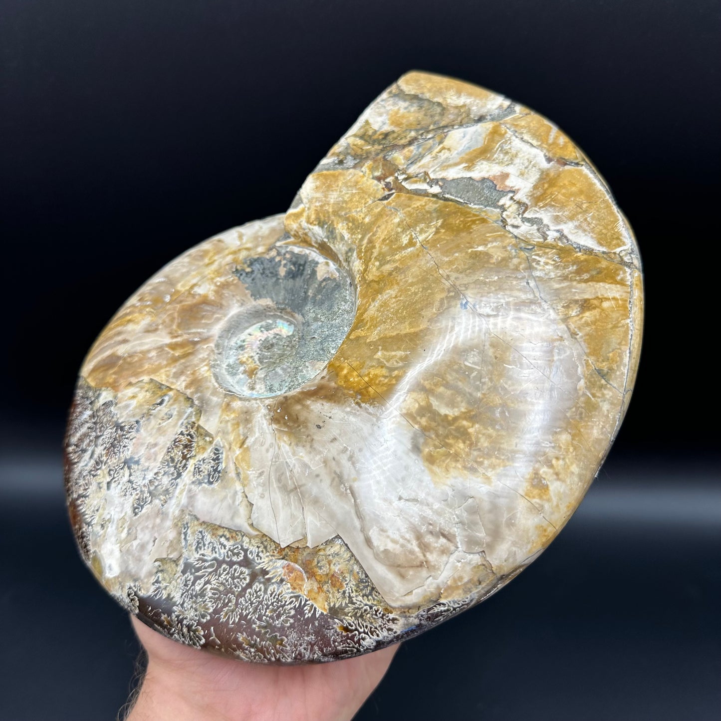 Cleoniceras Ammonite Fossil With Stand - Cretaceous Ammonite Madagascar