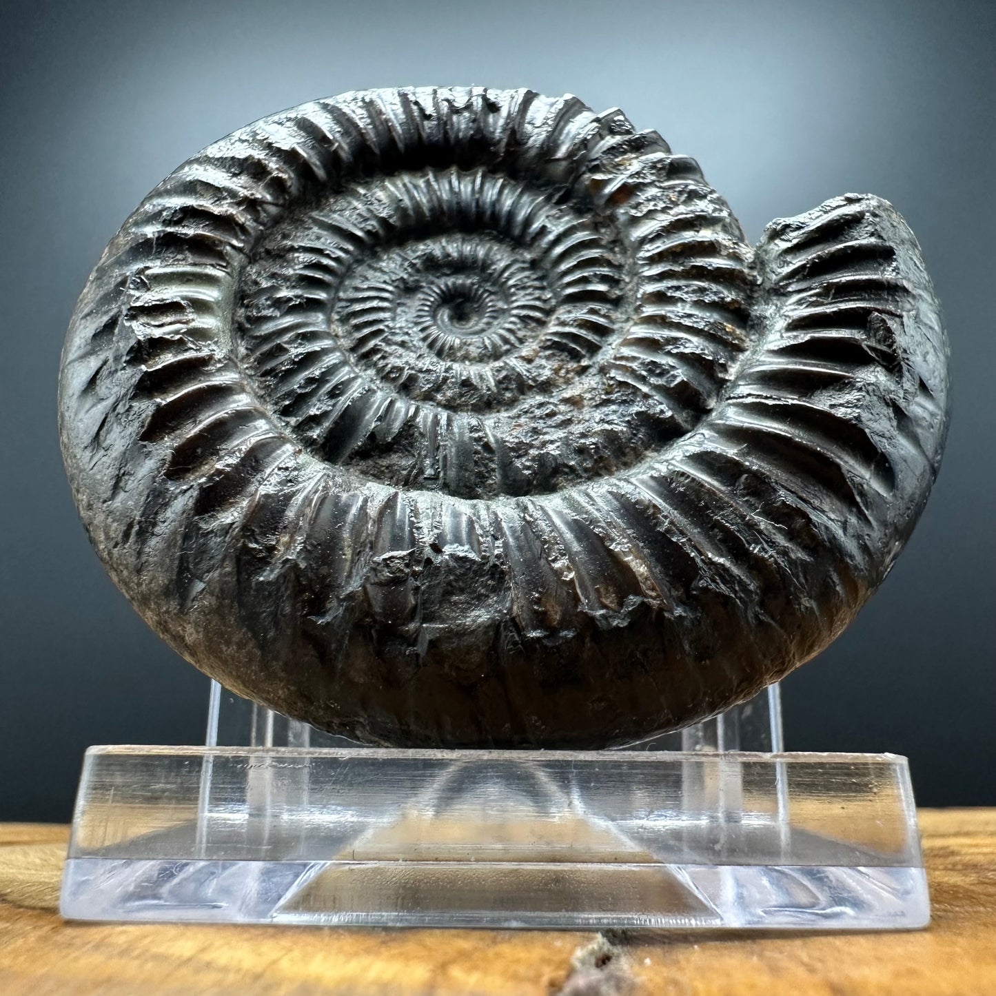 Dactylioceras Ammonite Fossil With box and Stand - Whitby, North Yorkshire Jurassic Coast Yorkshire Fossils
