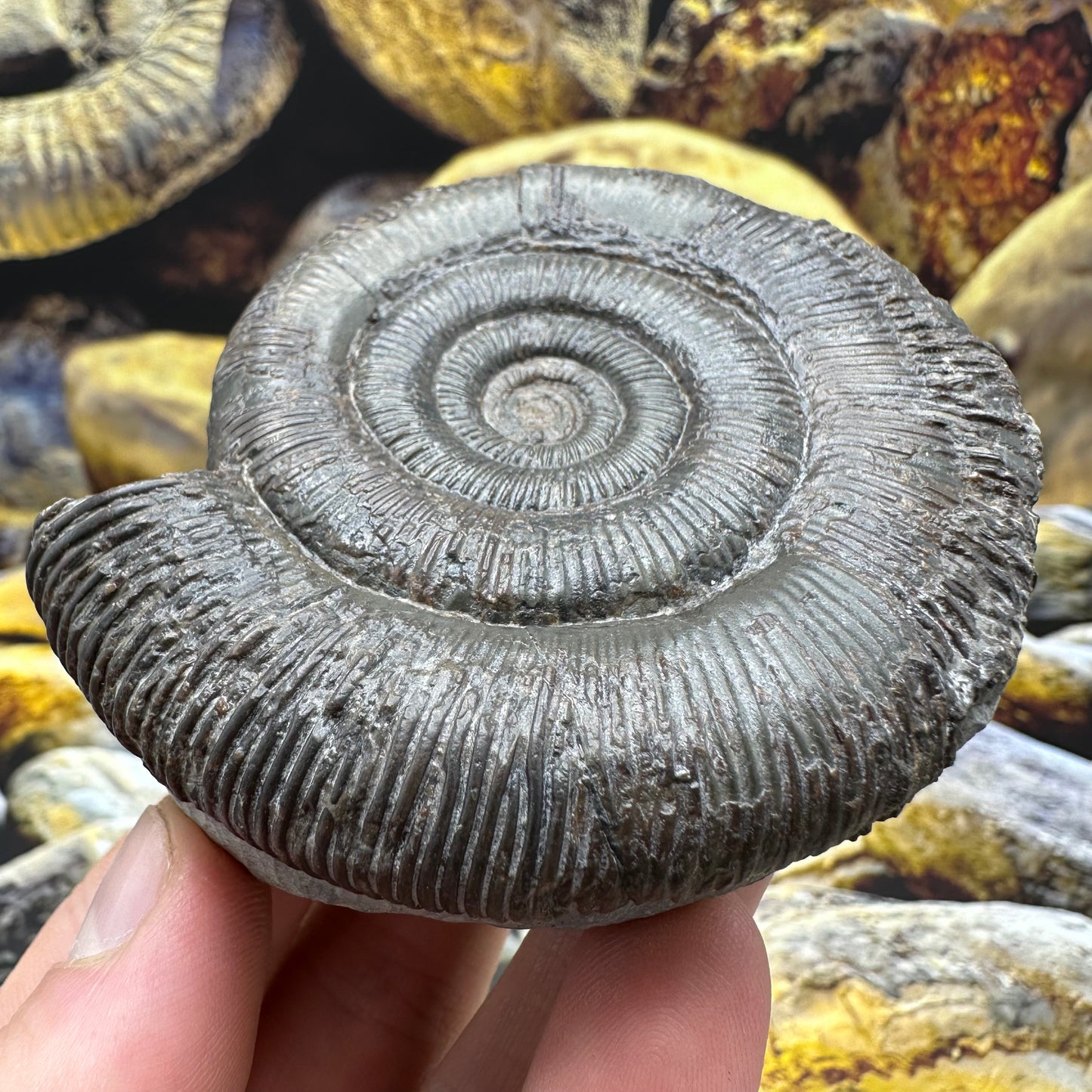 Dactylioceras tenuicostatum ammonite fossil - Whitby, North Yorkshire Jurassic Coast Yorkshire Fossils