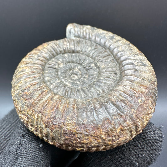 Catacoeloceras Sp. ammonite fossil with box and stand- Whitby, North Yorkshire Jurassic Coast Yorkshire Fossils