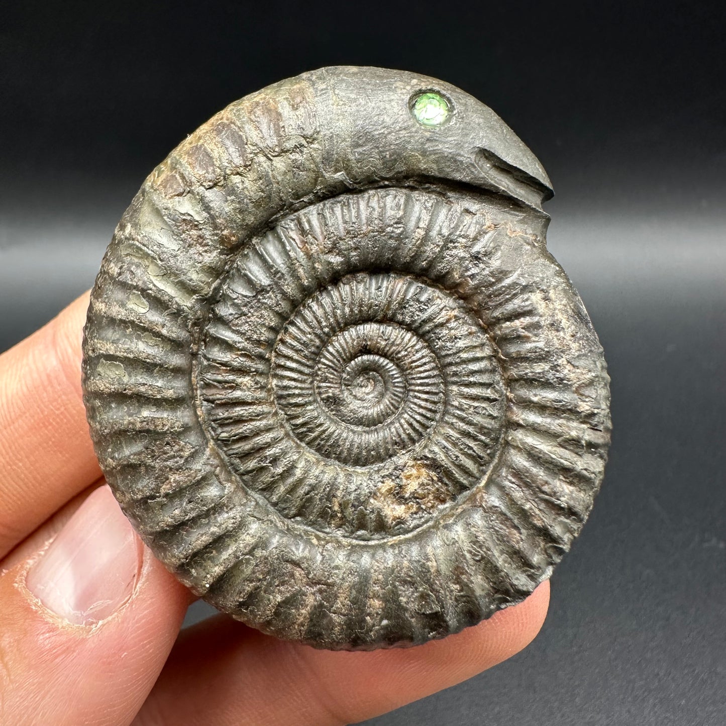 Snakestone Ammonite Fossil With Bag/Box And Stand - Whitby, North Yorkshire Jurassic Coast Yorkshire Fossils