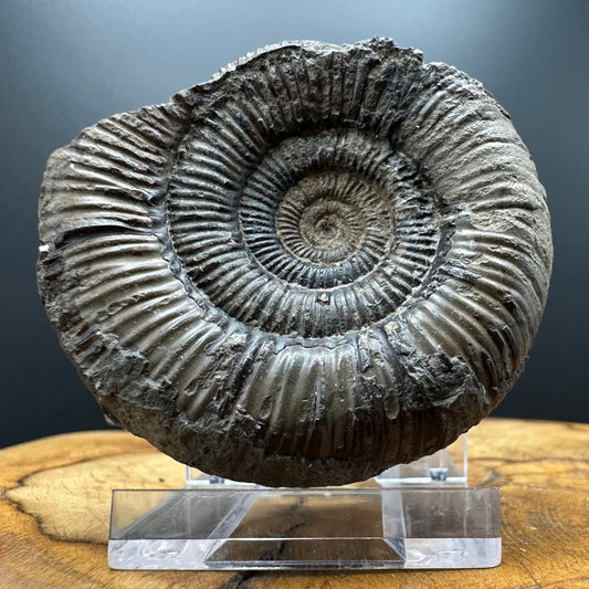 Dactylioceras clevelandicum Ammonite fossil with box and stand - Whitby, North Yorkshire Jurassic Coast
