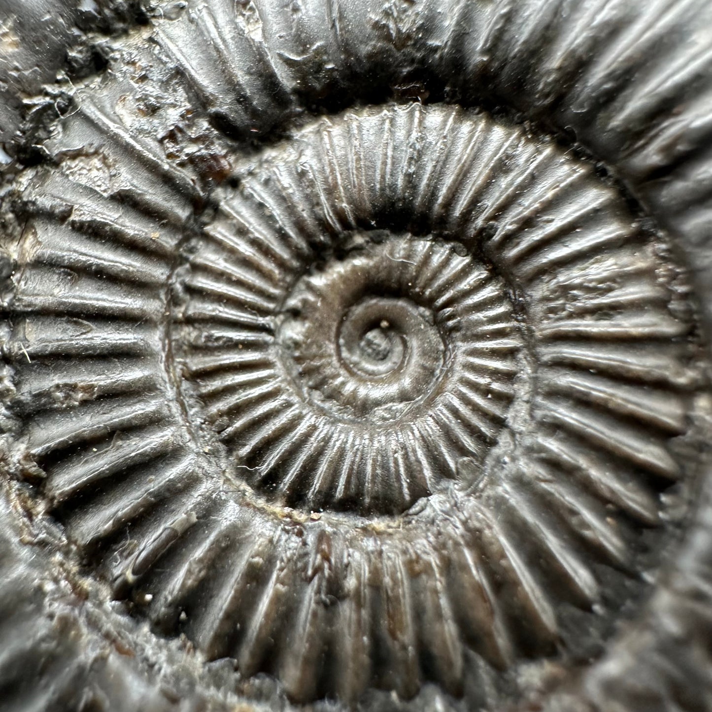 Dactylioceras Ammonite Fossil With Box And Stand - Whitby, North Yorkshire Jurassic Coast Yorkshire Fossils