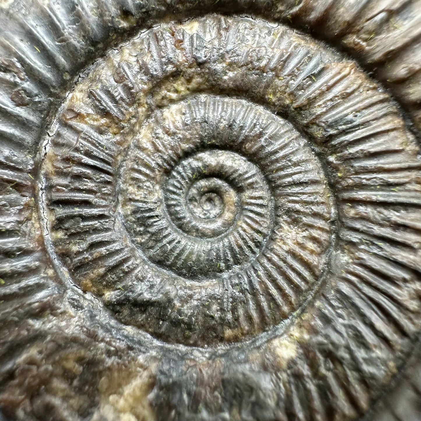 Dactylioceras Ammonite Fossil With Box And Stand - Whitby, North Yorkshire Jurassic Coast Yorkshire Fossils