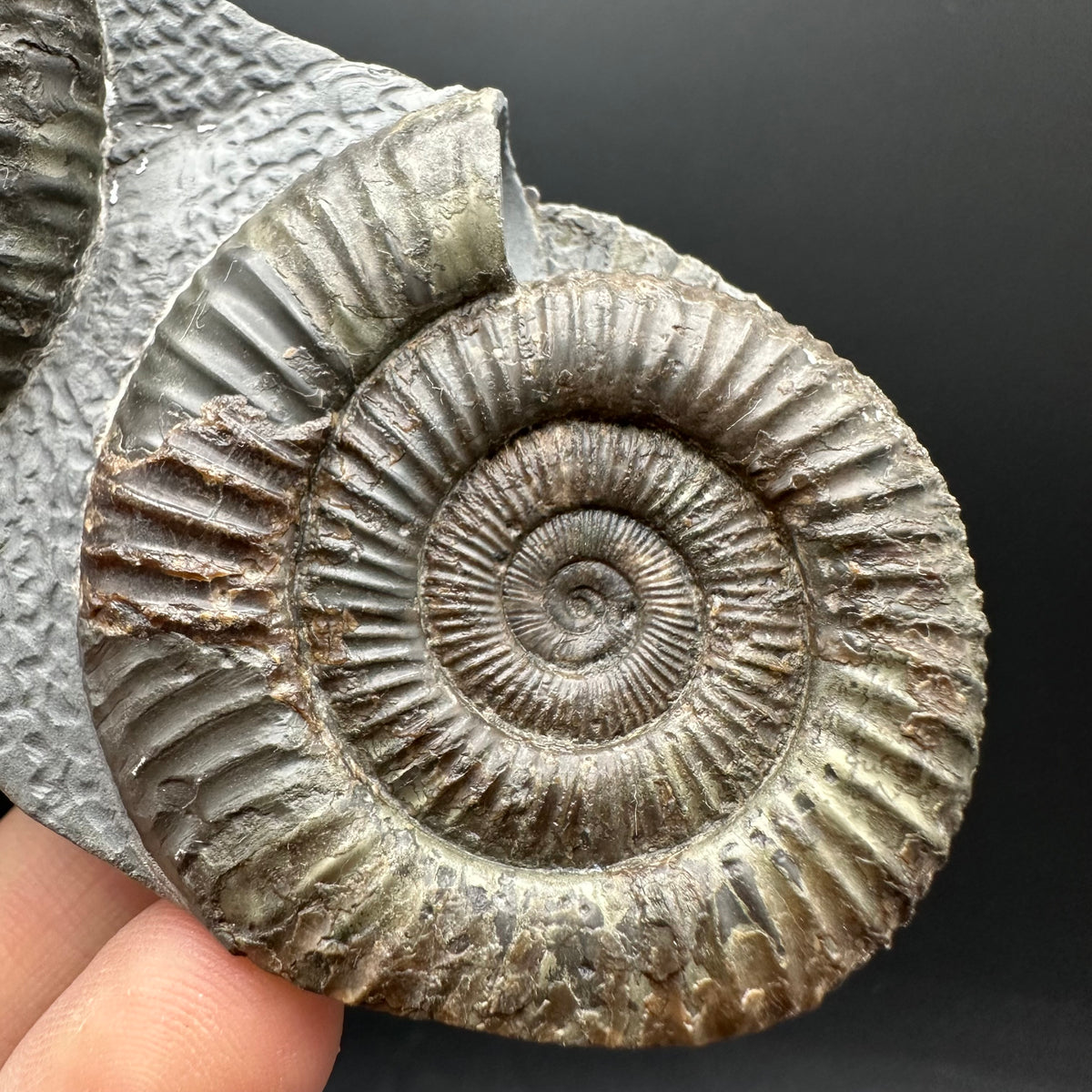 Dactylioceras Ammonite Fossil With Stand - Whitby, North Yorkshire Jurassic Coast Yorkshire Fossils