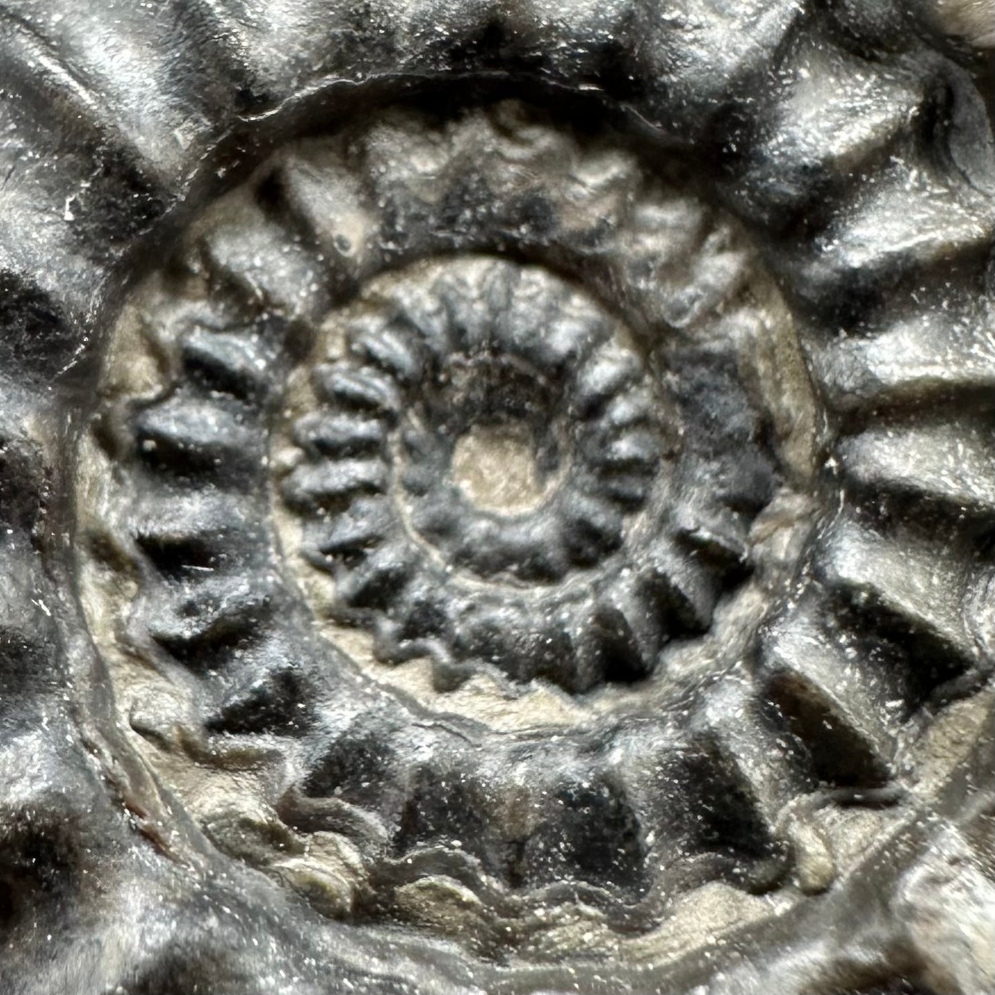 Gagaticeras Ammonite fossil with box and stand - Whitby, North Yorkshire Jurassic Coast Yorkshire Fossils
