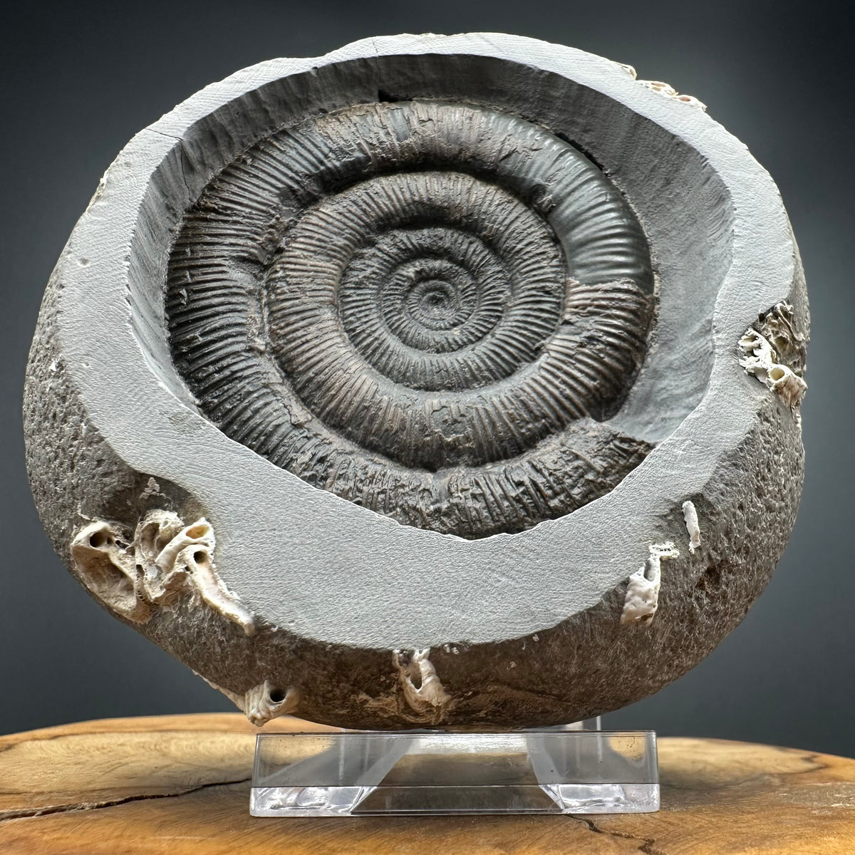 Dactylioceras tenuicostatum Ammonite fossil with box and stand - Whitby, North Yorkshire Jurassic Coast