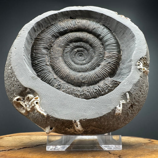 Dactylioceras tenuicostatum Ammonite fossil with box and stand - Whitby, North Yorkshire Jurassic Coast
