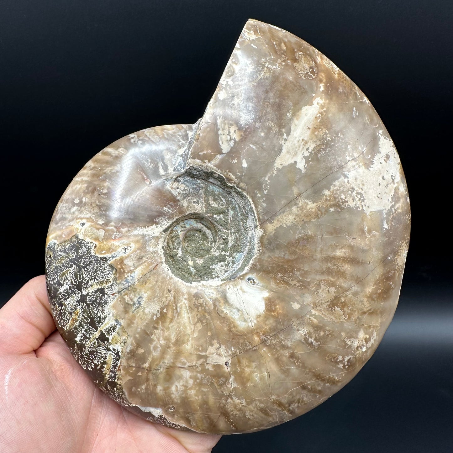 Cleoniceras Ammonite Fossil With Stand - Cretaceous Ammonite Madagascar