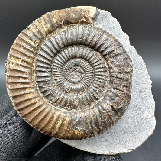 Dactylioceras Ammonite Fossil With Box And Stand - Whitby, North Yorkshire Jurassic Coast Yorkshire Fossils