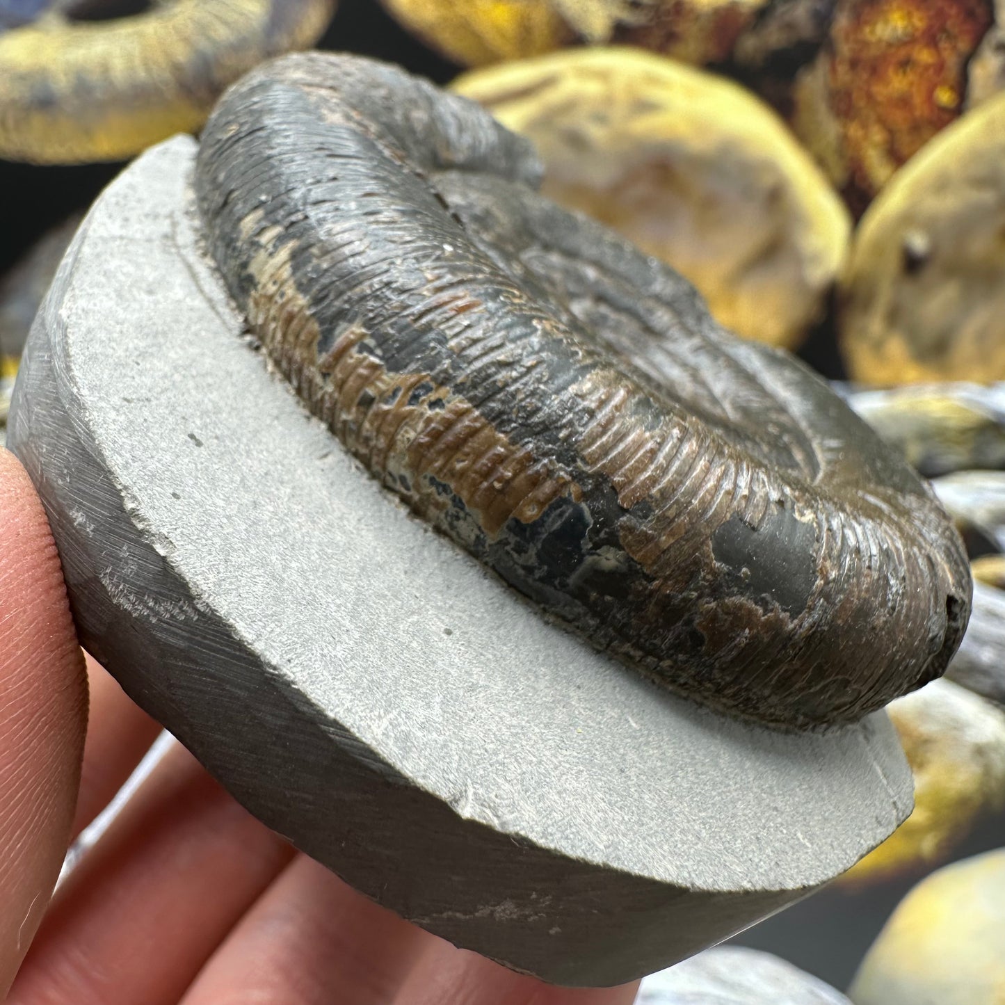 Dactylioceras tenuicostatum ammonite fossil - Whitby, North Yorkshire Jurassic Coast Yorkshire Fossils