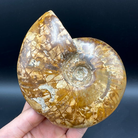 Cleoniceras Ammonite Fossil With Stand - Cretaceous Ammonite Madagascar
