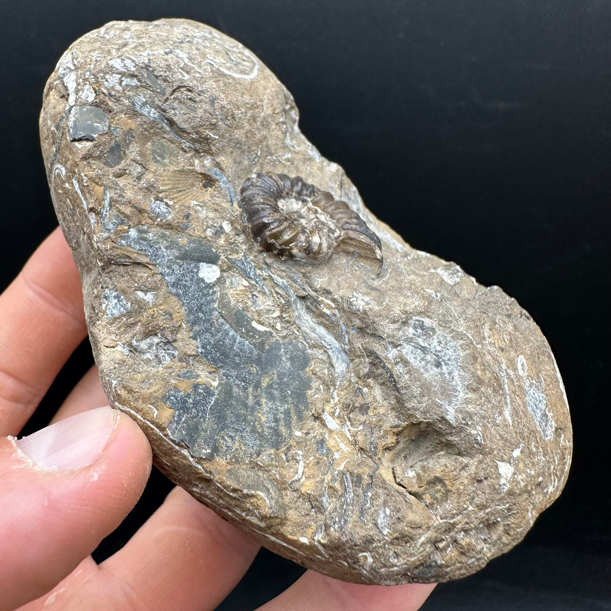 Androgynoceras capricornus Ammonite Fossil With Stand - Whitby, North Yorkshire Jurassic Coast Yorkshire Fossils