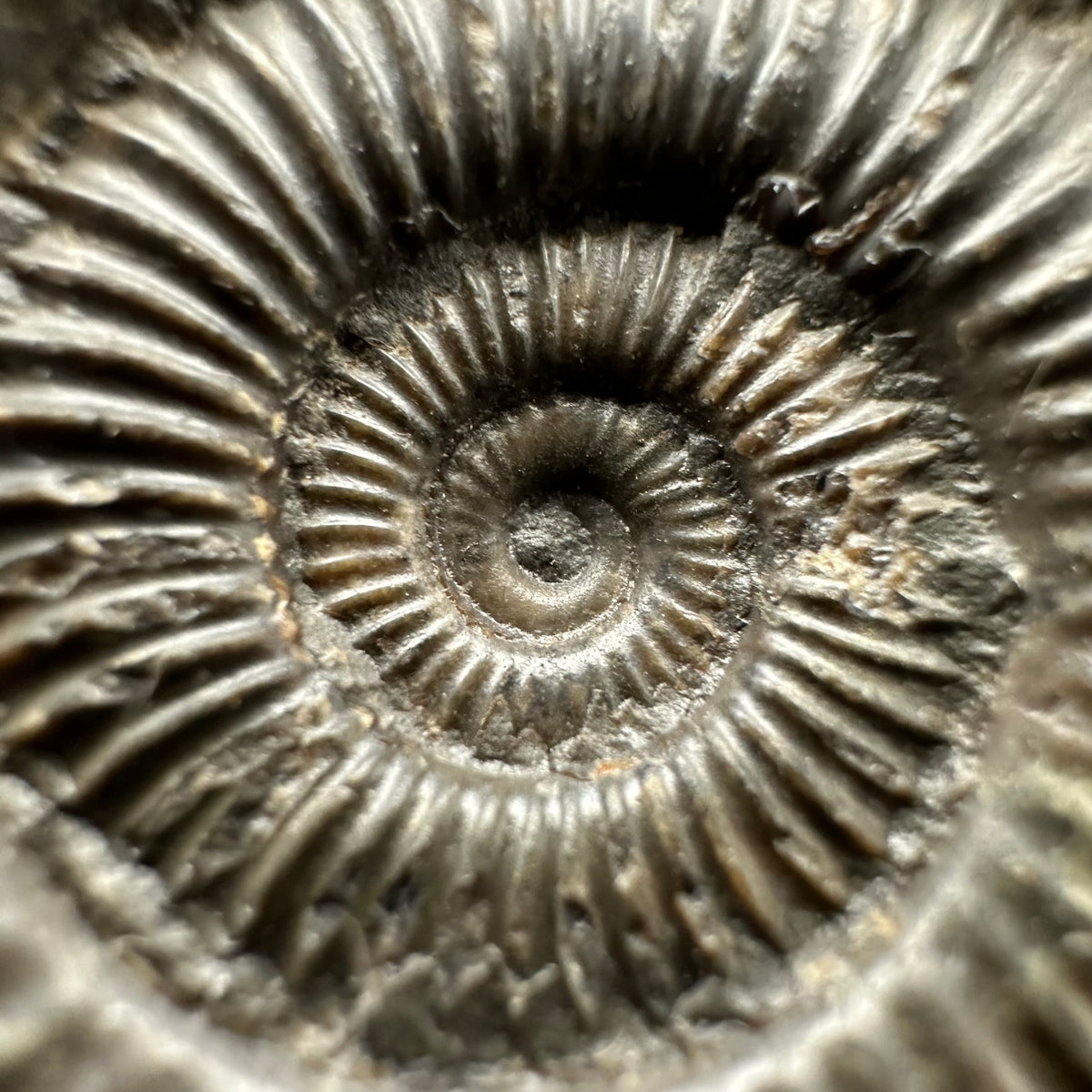 Dactylioceras Ammonite Fossil With box and Stand - Whitby, North Yorkshire Jurassic Coast Yorkshire Fossils
