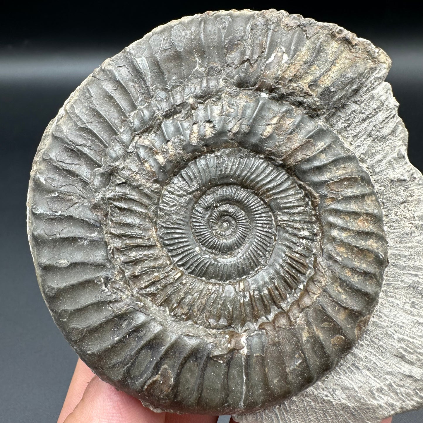 Peronoceras turriculatum ammonite fossil with box and stand - Whitby, North Yorkshire Jurassic Coast, Yorkshire fossils