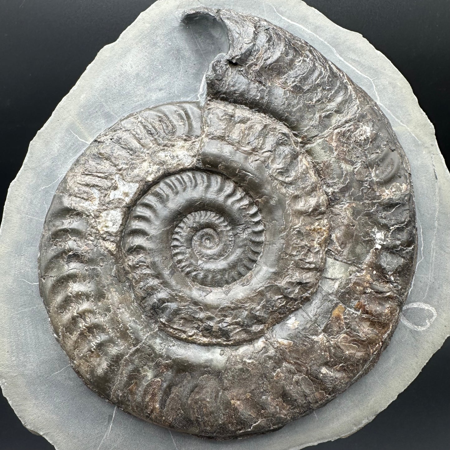 Hildoceras lusitanicum Ammonite fossil - Whitby, North Yorkshire Jurassic Coast, Yorkshire Fossils from the Jurassic Coast