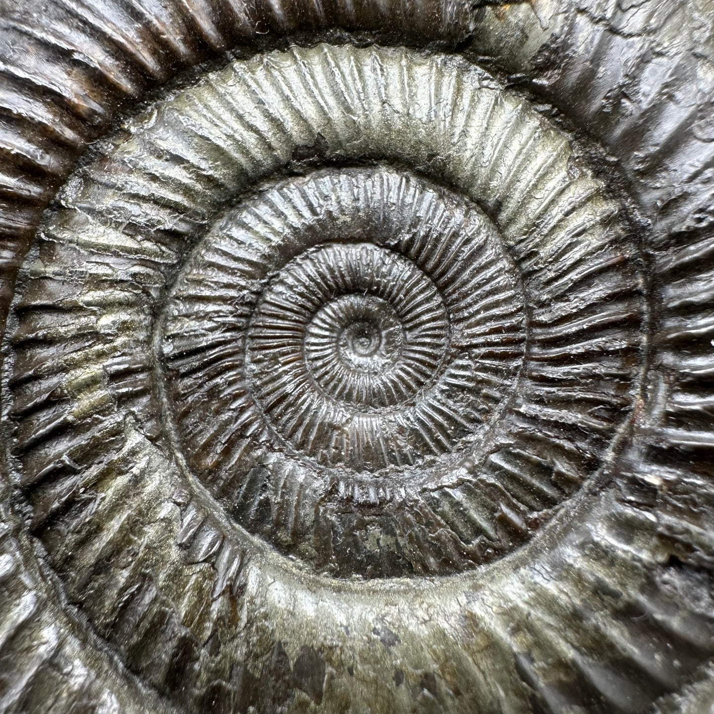 Dactylioceras Ammonite Fossil With Box And Stand - Whitby, North Yorkshire Jurassic Coast Yorkshire Fossils