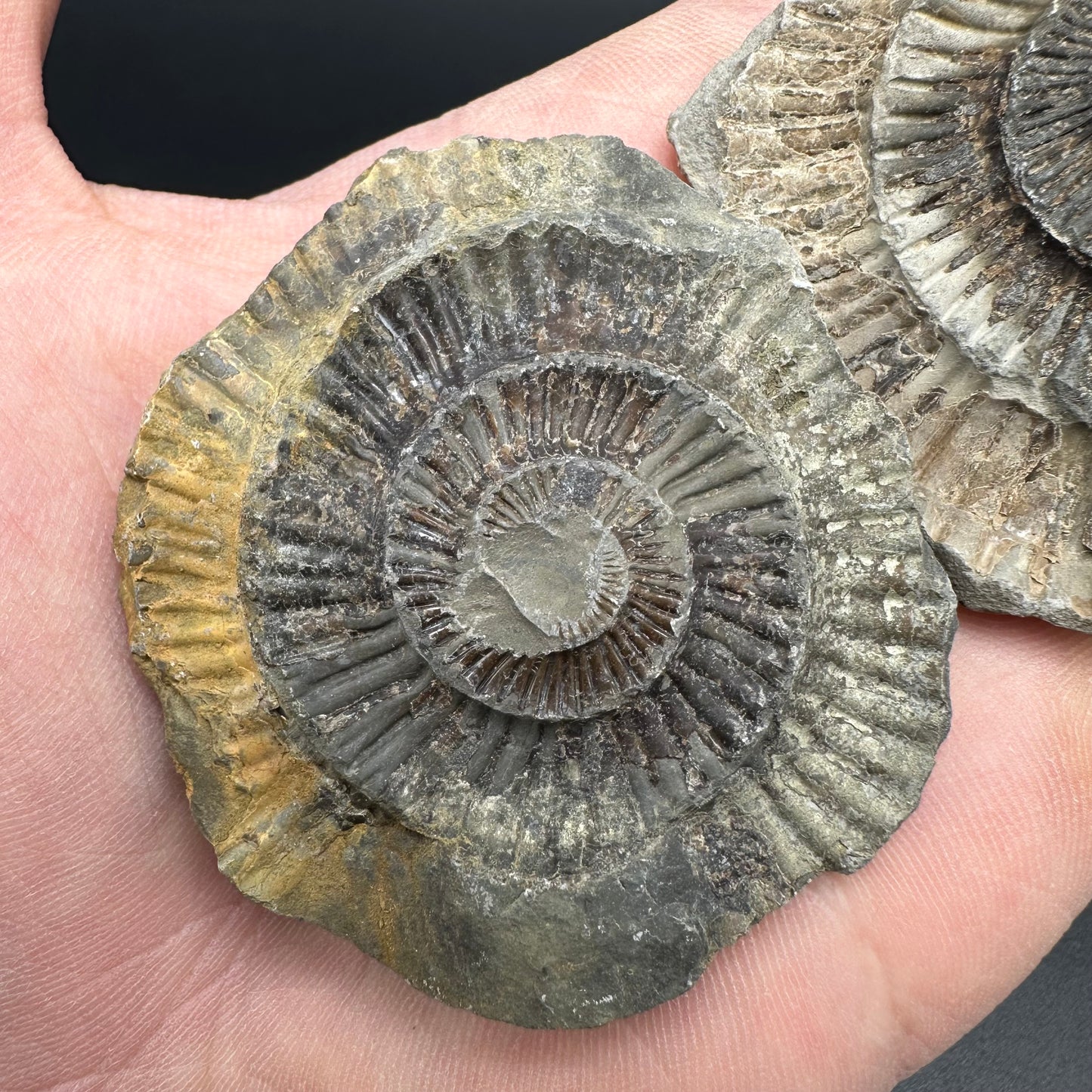 Dactylioceras imprint (negative) bundle ammonite shell fossil with box - Whitby, North Yorkshire, Yorkshire Fossils