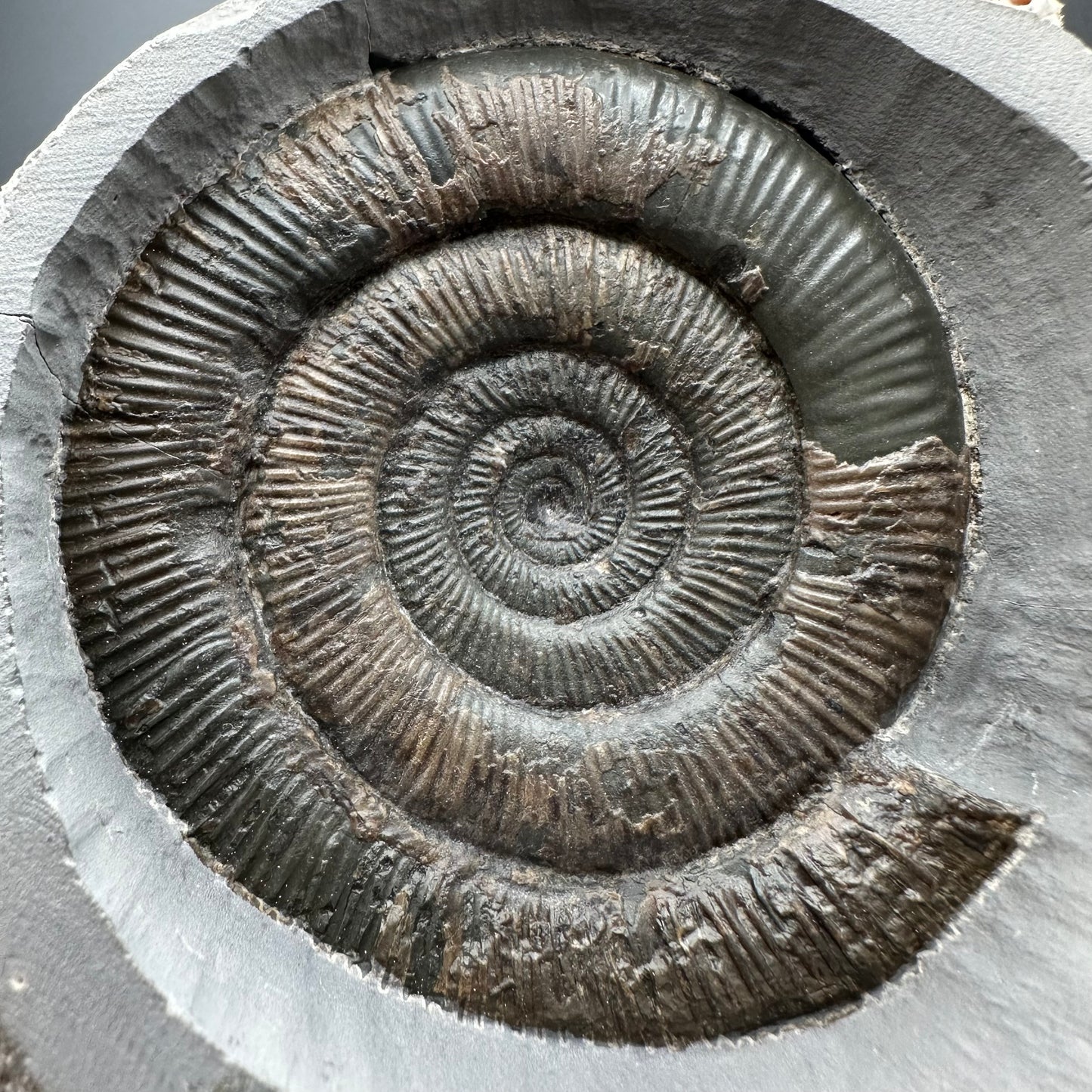 Dactylioceras tenuicostatum Ammonite fossil with box and stand - Whitby, North Yorkshire Jurassic Coast