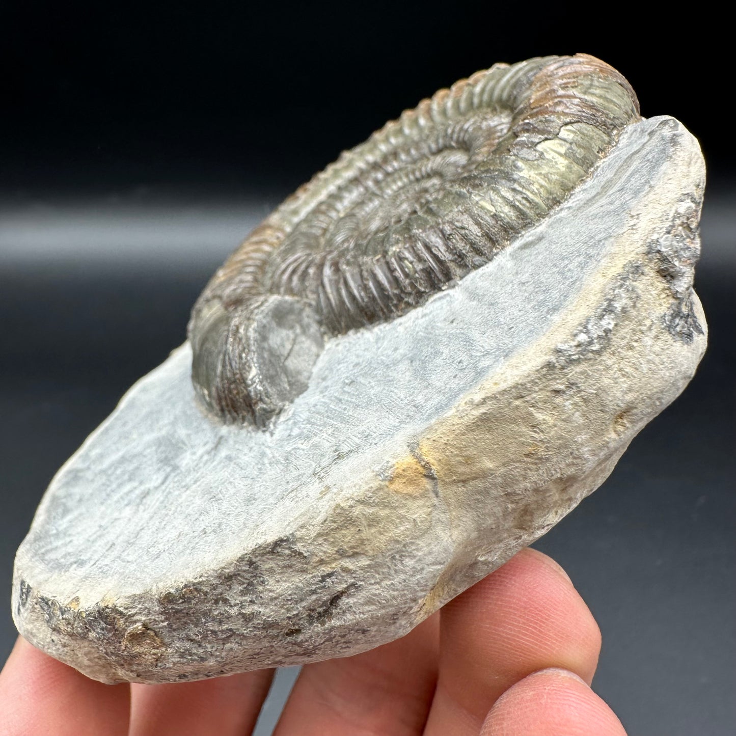 Dactylioceras Ammonite Fossil With Box And Stand - Whitby, North Yorkshire Jurassic Coast Yorkshire Fossils