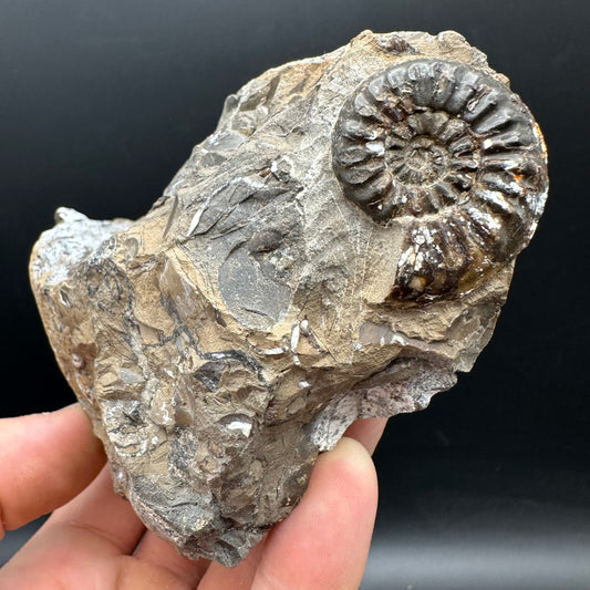Amaltheus subnodosus Ammonite fossil with stand - Whitby, North Yorkshire Jurassic Coast Yorkshire Fossils