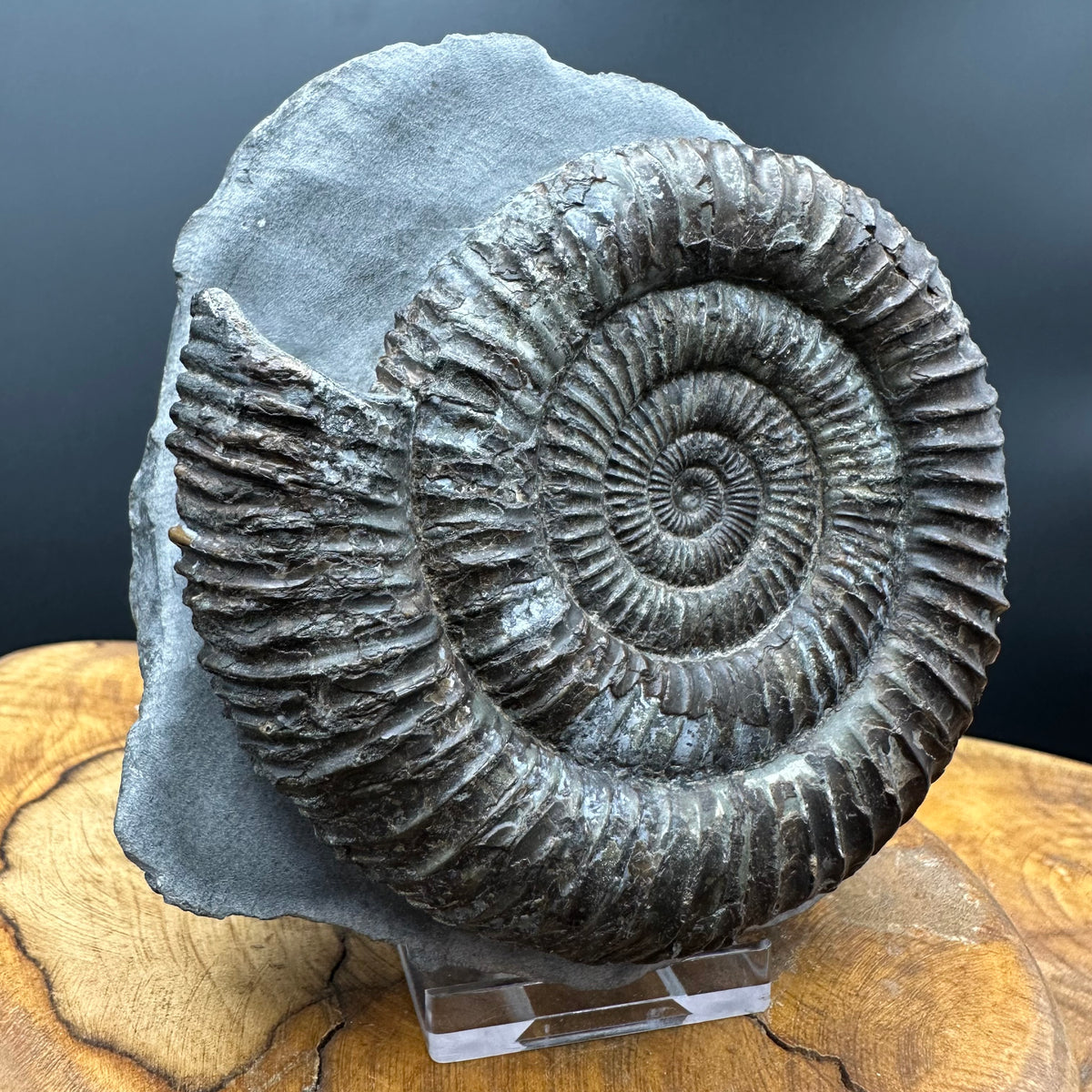 Dactylioceras Ammonite Fossil With box and Stand - Whitby, North Yorkshire Jurassic Coast Yorkshire Fossils