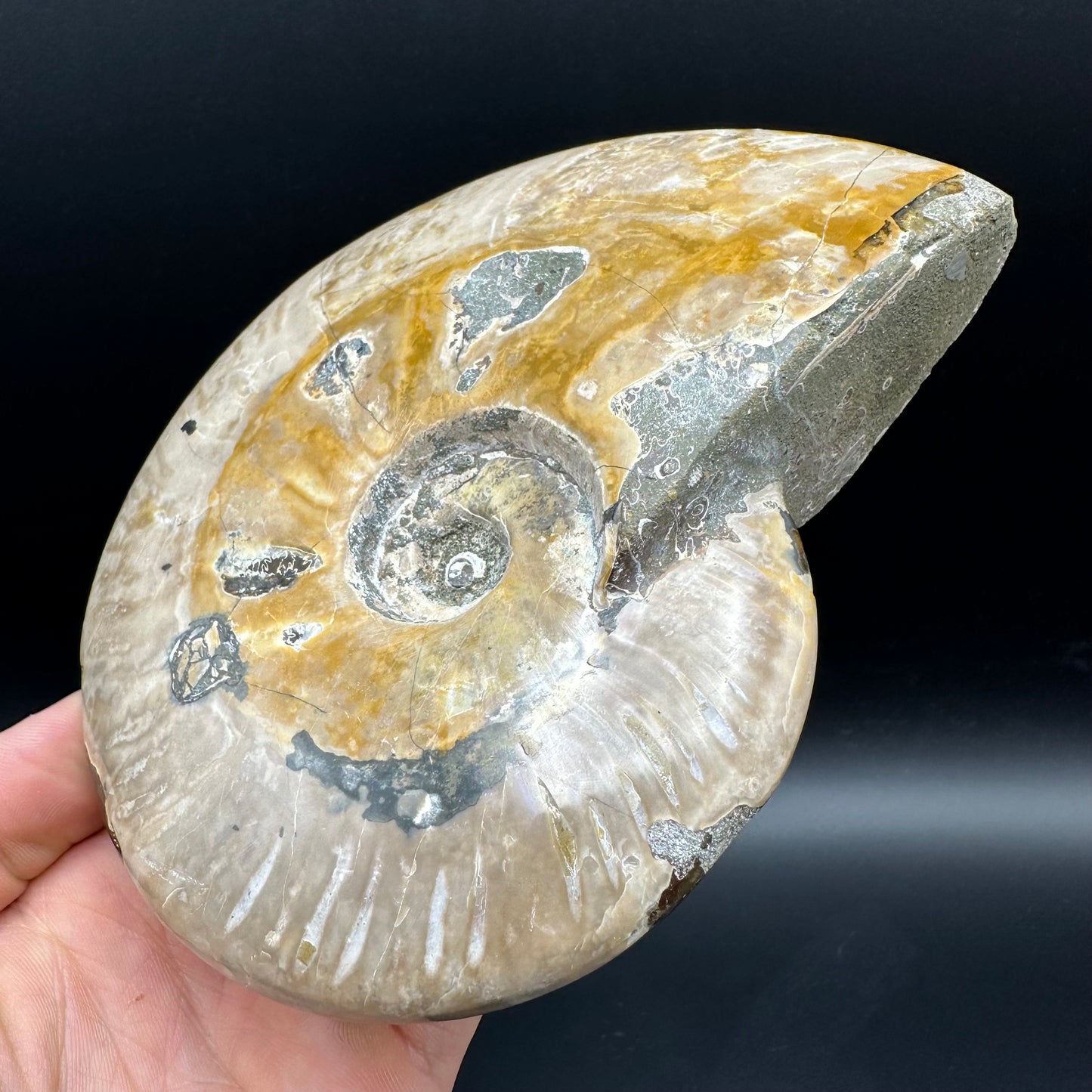 Cleoniceras Ammonite Fossil With Stand - Cretaceous Ammonite Madagascar