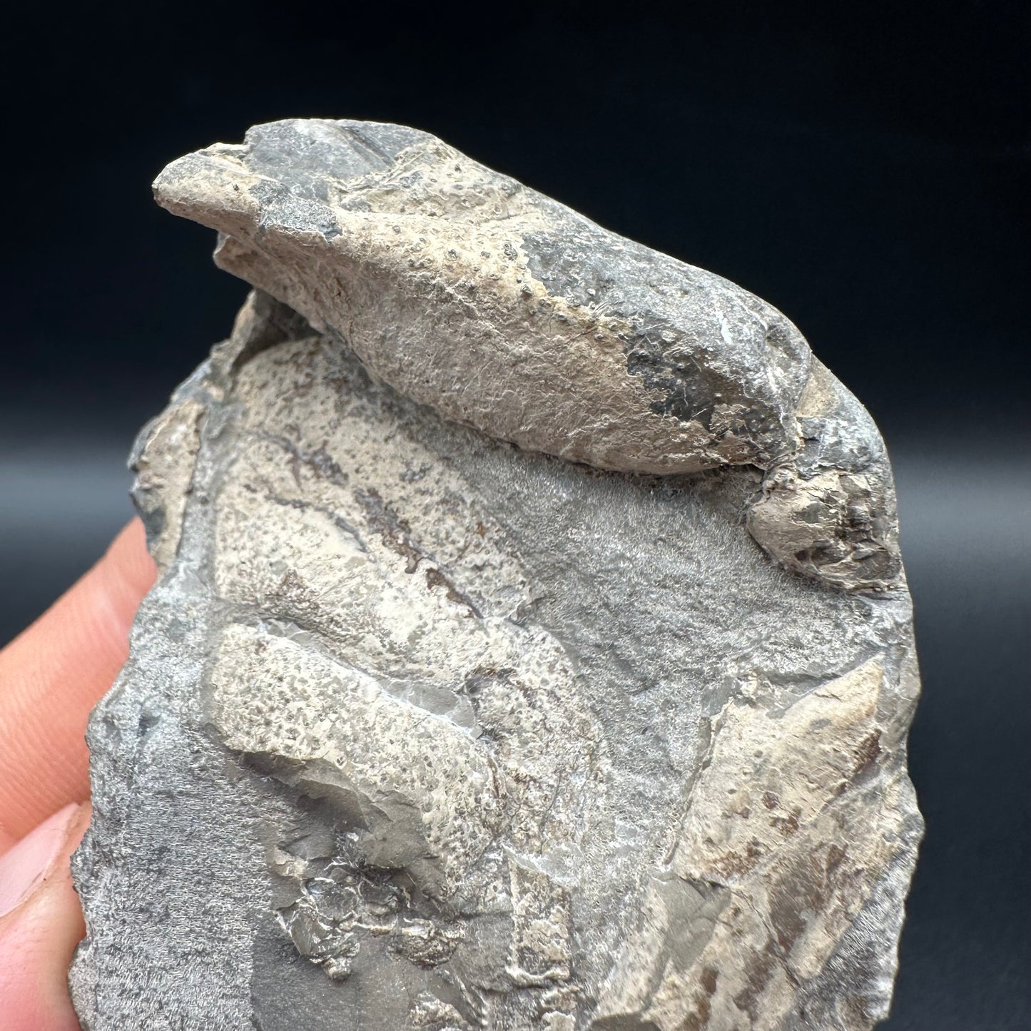 Lobster fossil with box and stand - Whitby, North Yorkshire Jurassic Coast, Yorkshire fossils