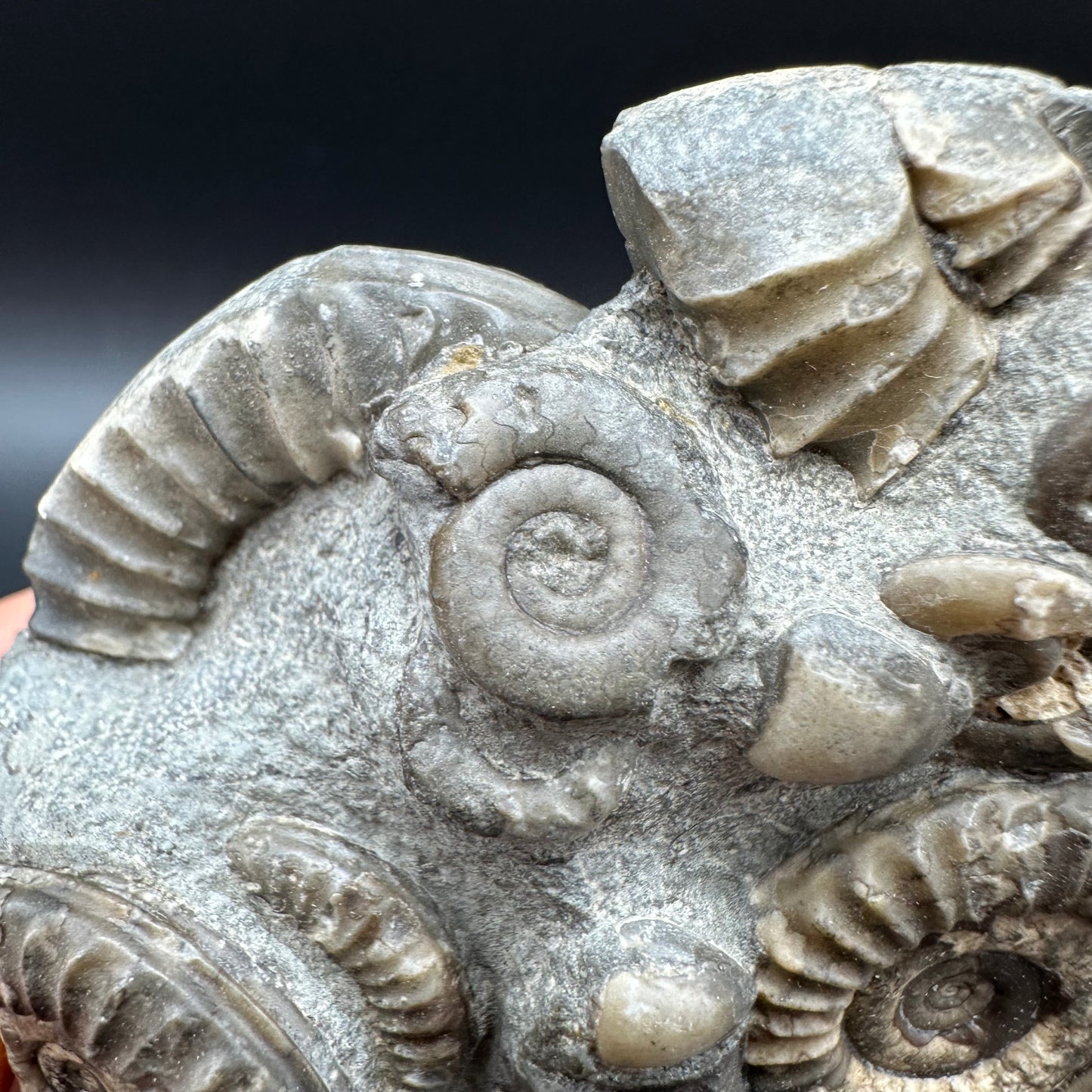 Arnioceras ammonite shell fossil with box and stand - Whitby, North Yorkshire Jurassic Coast Yorkshire Fossils